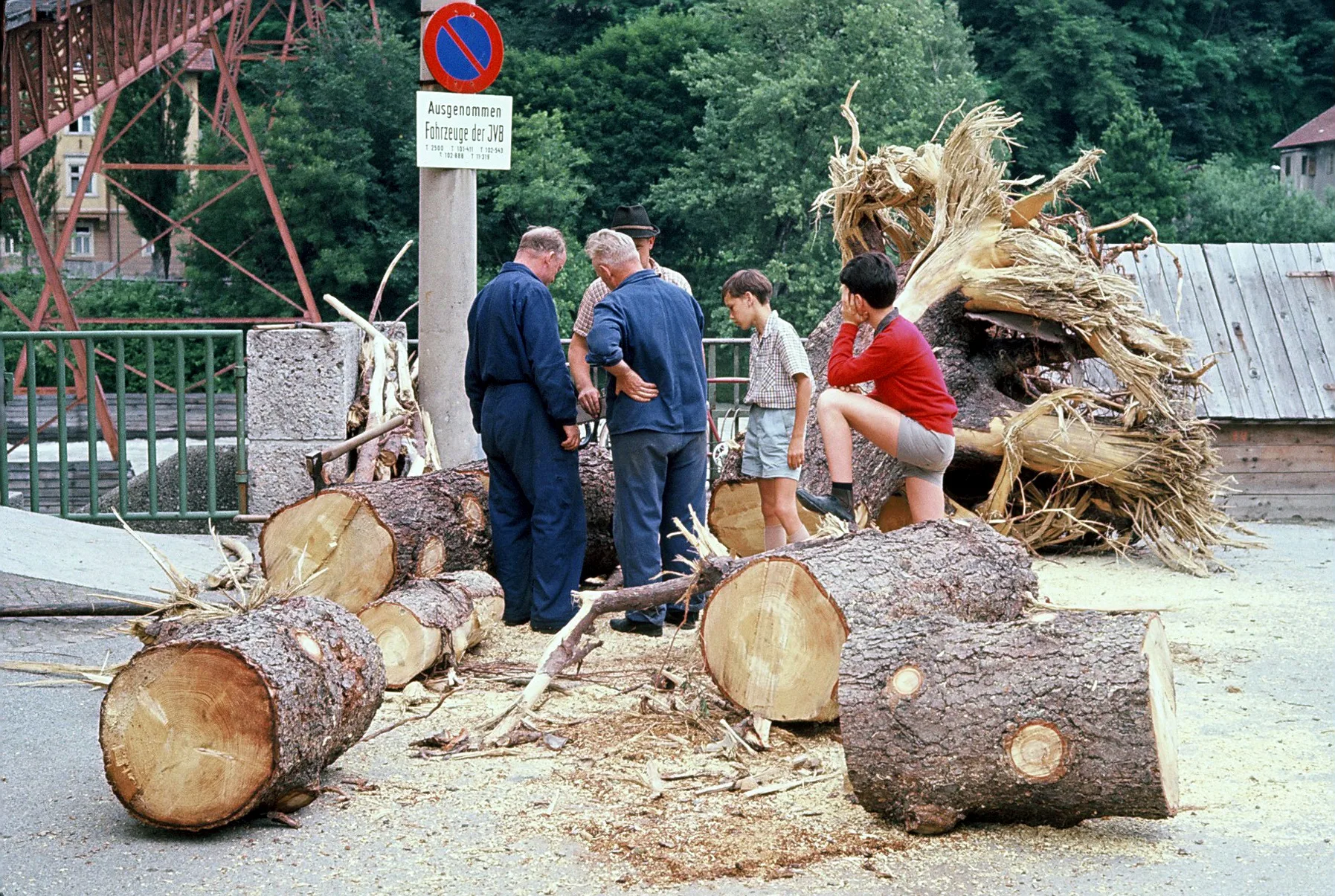 Baum Fällt