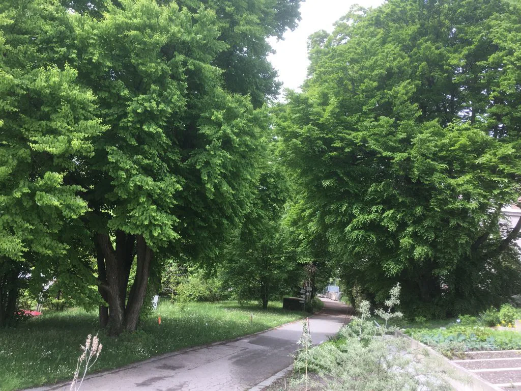 Innsbruck Erinnert Sich… An Den Bärlauch