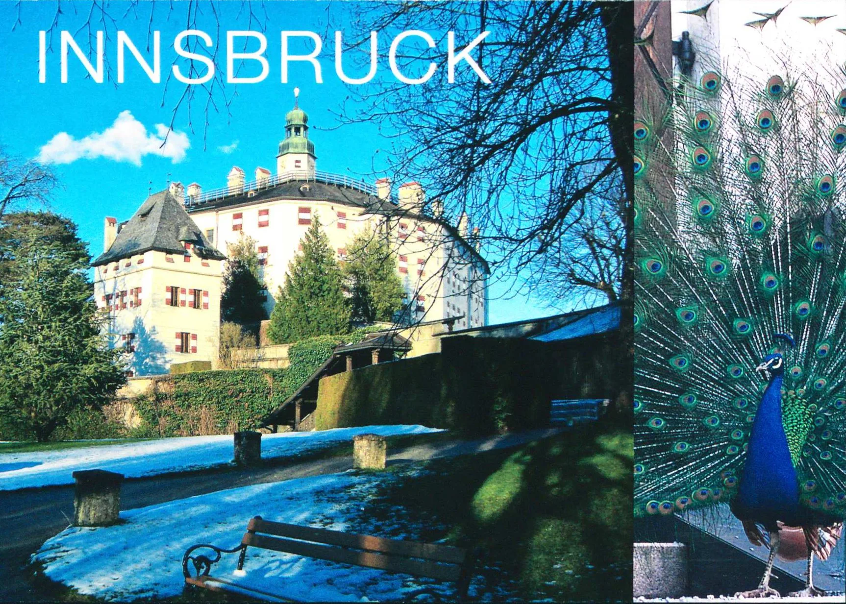 Die Pfaue Von Schloss Ambras – Ein Lebendiges Stück Geschichte