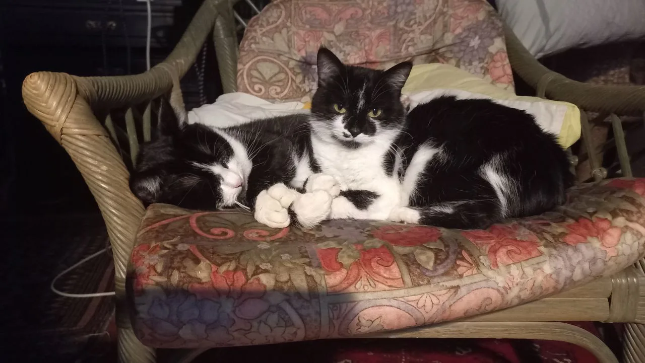 In Eigener Sache: Ein Felines Corrigendum