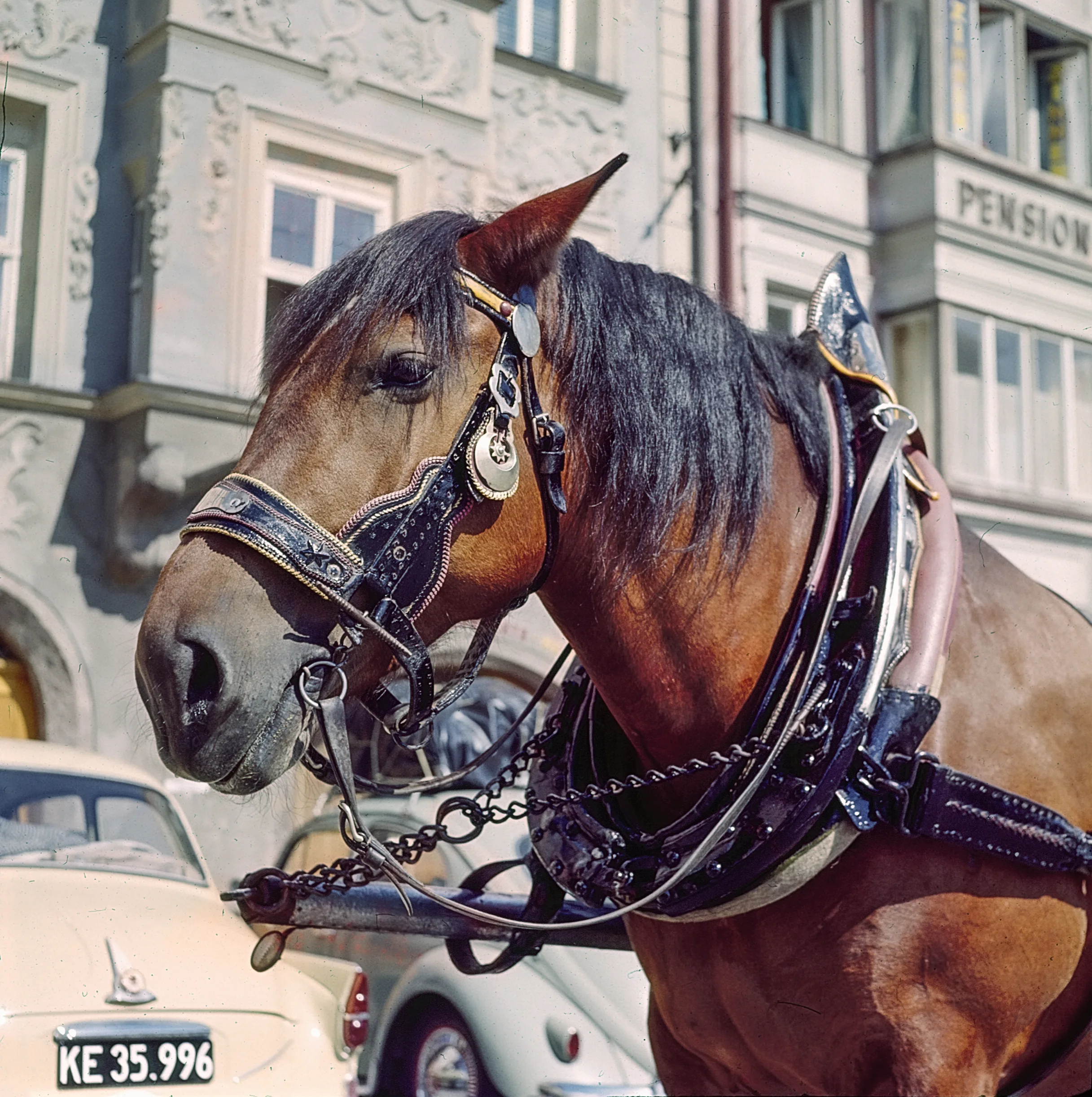 Pferd Mit Hintergrund