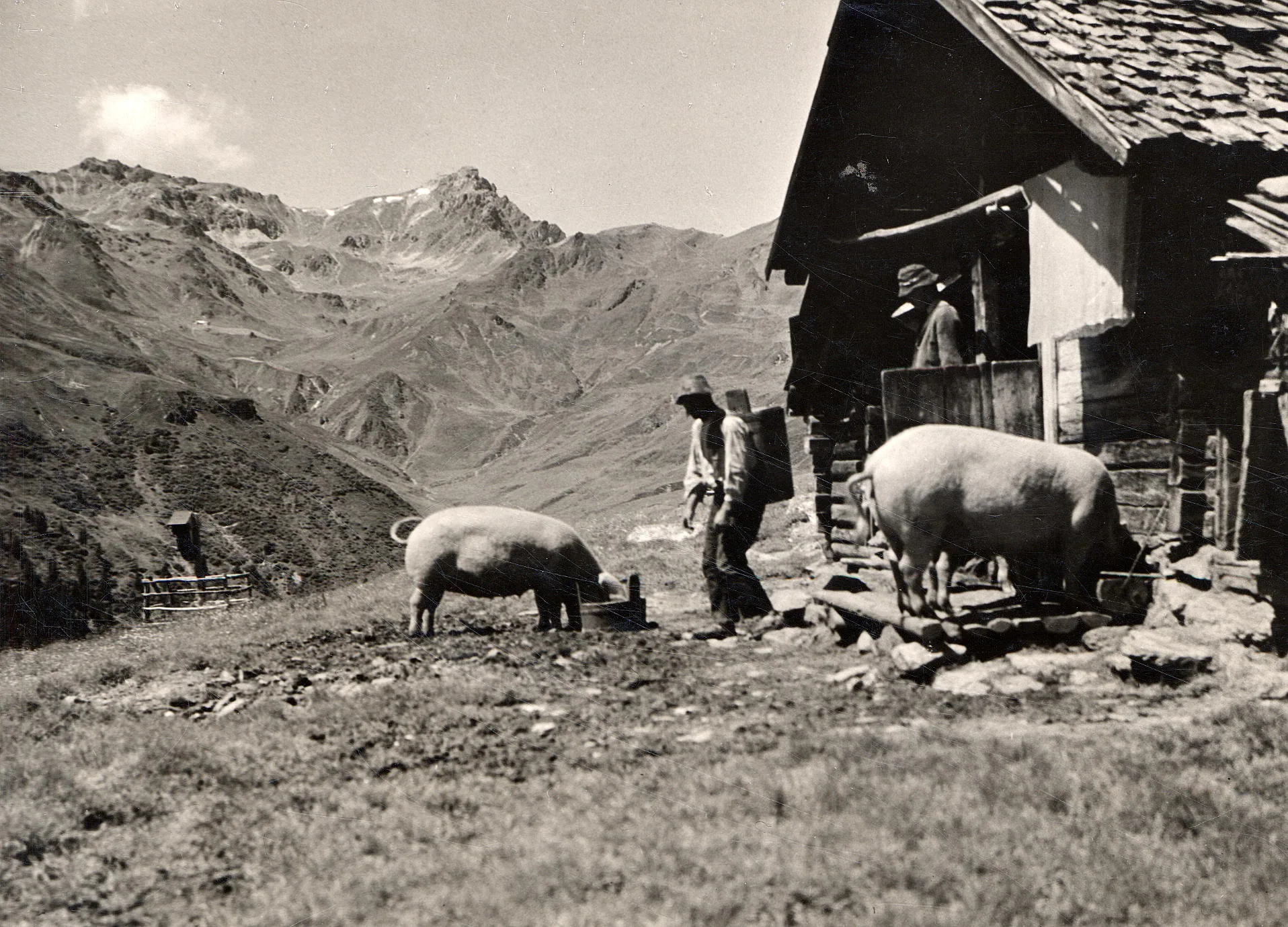 Schwein Muss Man Haben – Auch Auf Der Alm!