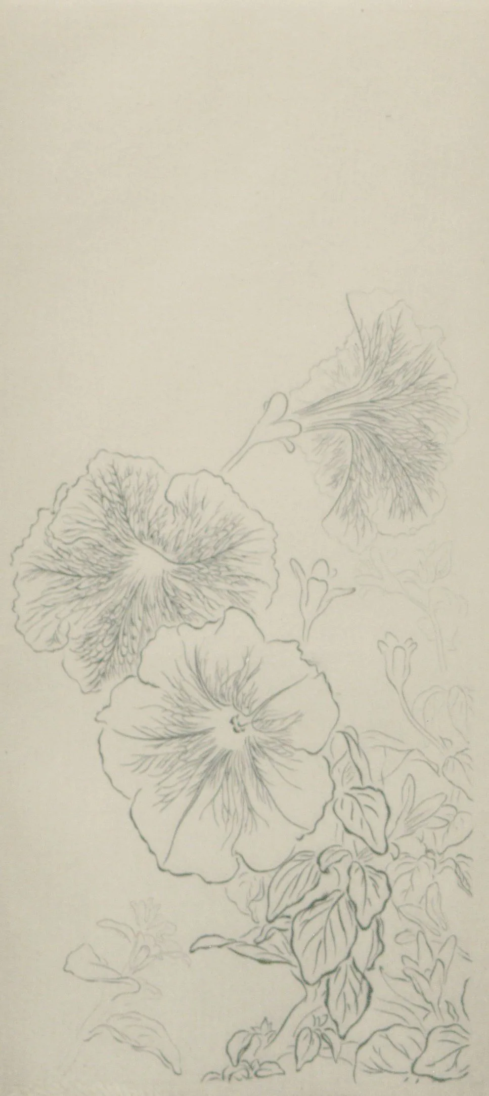 Botanikerinnen Und Botaniker Gesucht