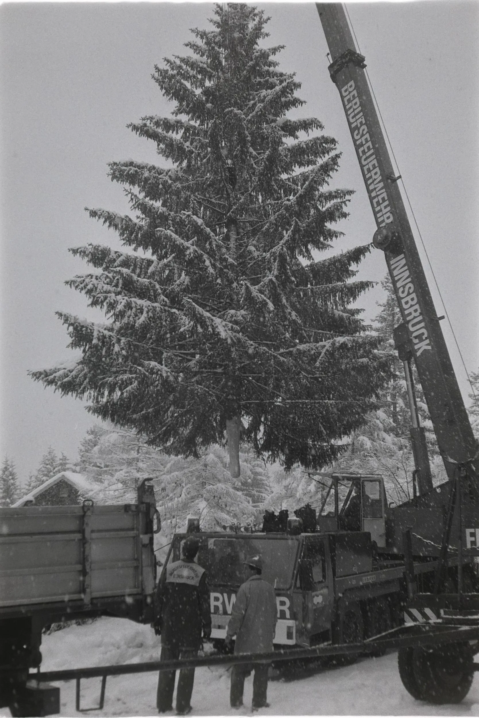 O Tannenbaum III