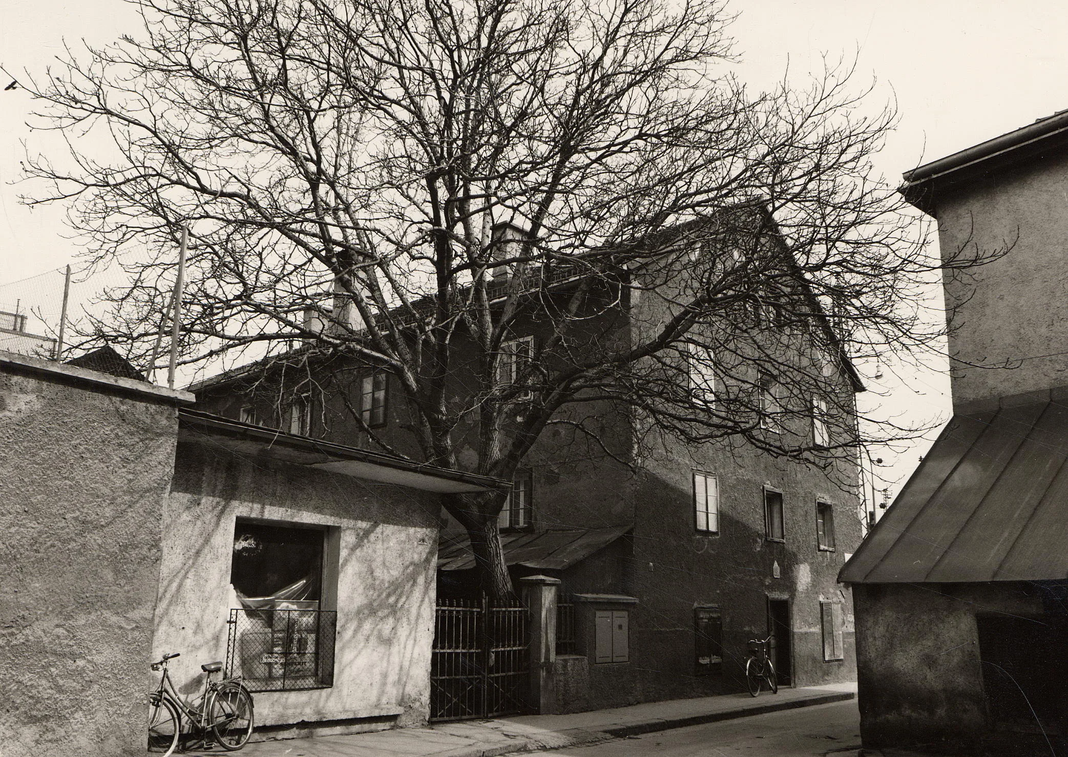 Ein Baum